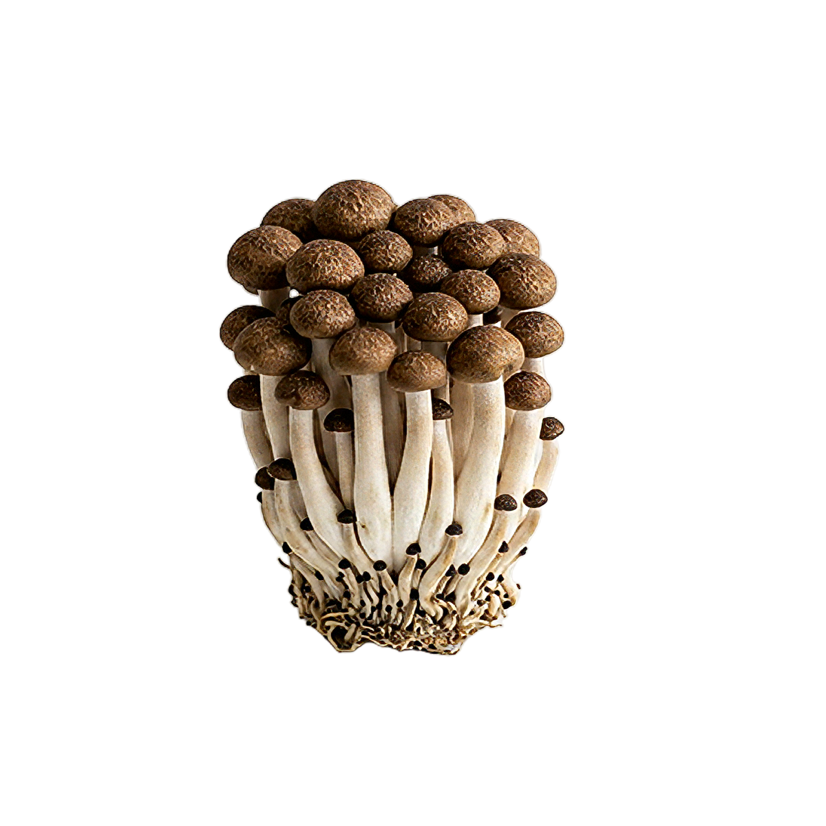 Brown Beech Mushroom Liquid Culture packaging