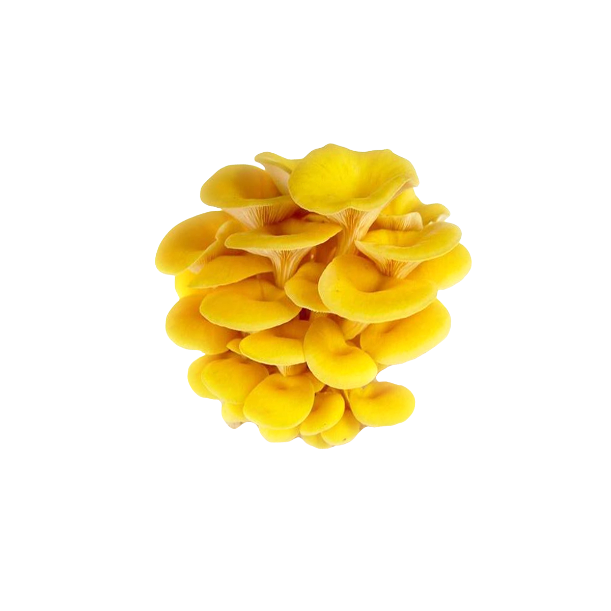Golden Oyster Mushroom Liquid Culture packaging