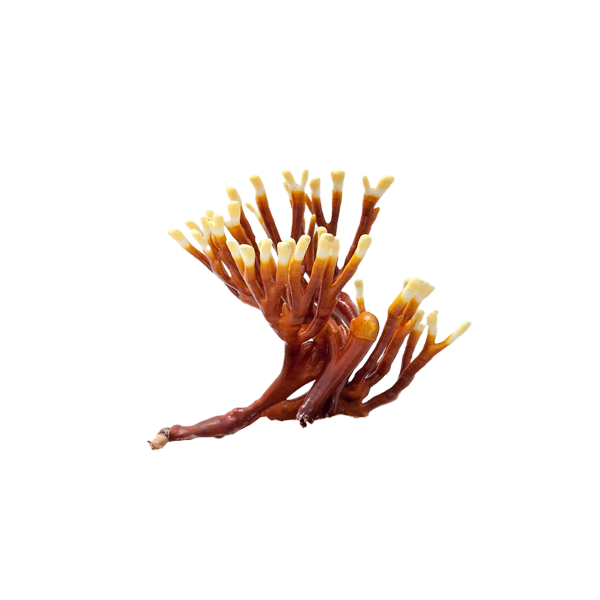 Antler Reishi Mushroom Liquid Culture packaging