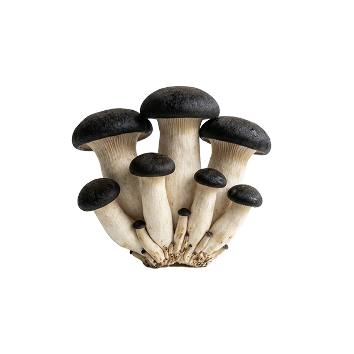Black Pearl King Oyster Mushroom Liquid Culture packaging
