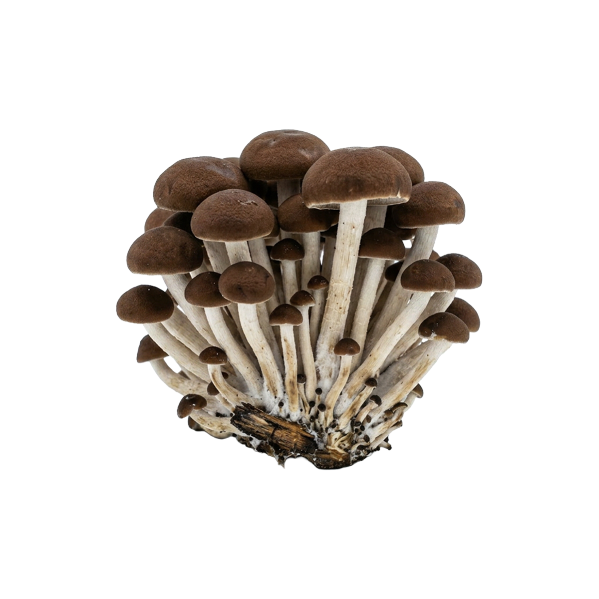 Black Poplar Mushroom Liquid Culture packaging