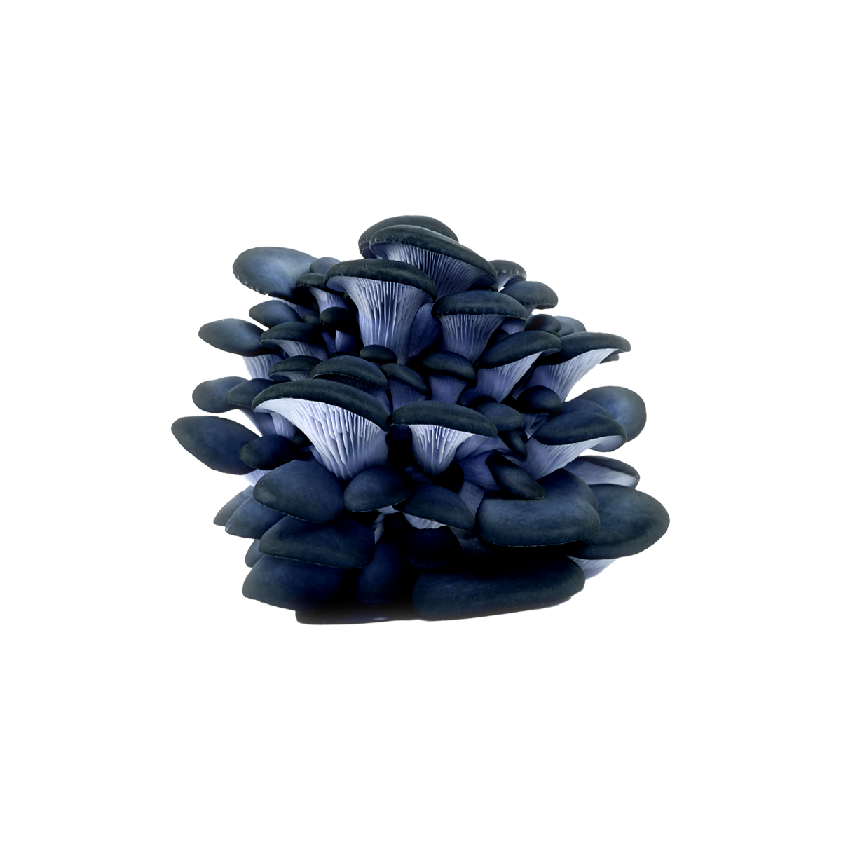 Blue Oyster Mushroom Liquid Culture packaging
