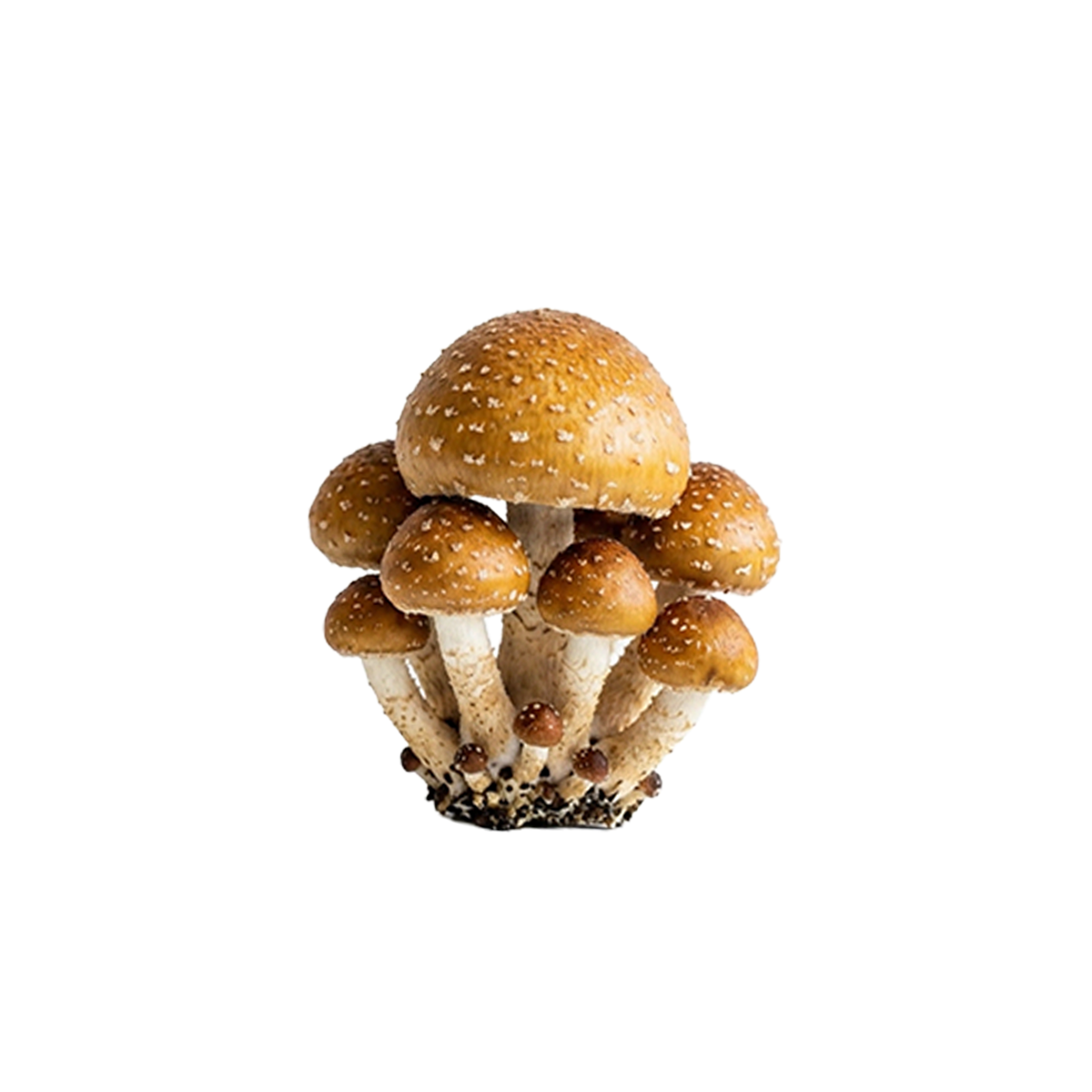 Chestnut Mushroom Liquid Culture packaging
