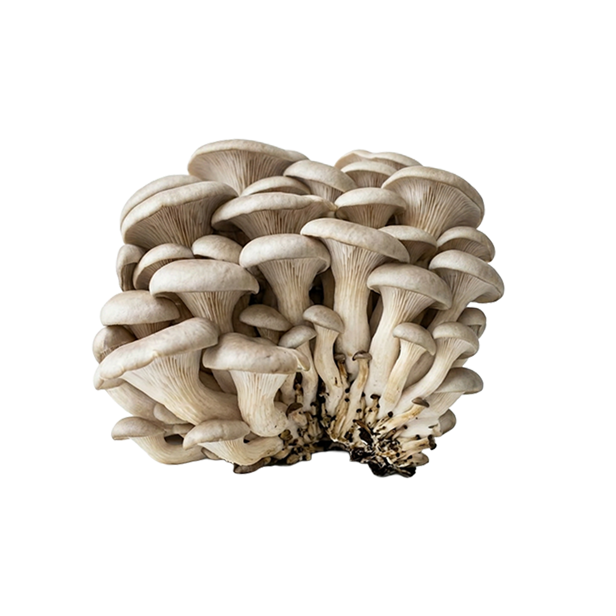 Elm Oyster Mushroom Liquid Culture packaging