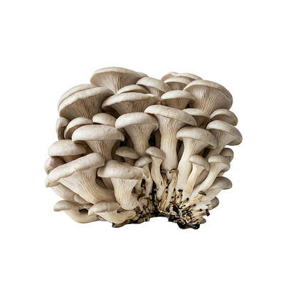 Elm Oyster Mushroom Liquid Culture packaging