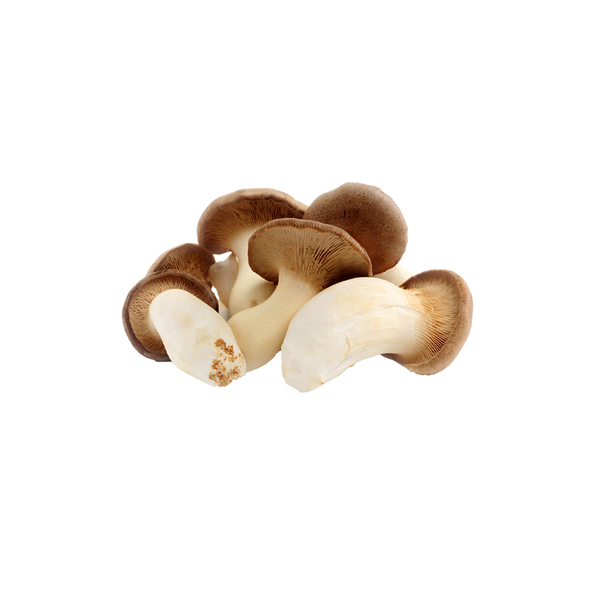 King Oyster Mushroom Liquid Culture packaging