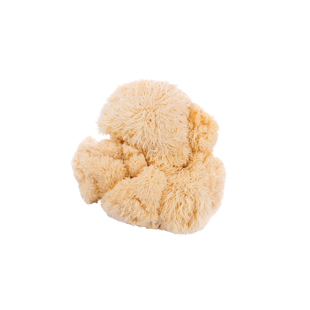 Lion's Mane Mushroom Liquid Culture packaging