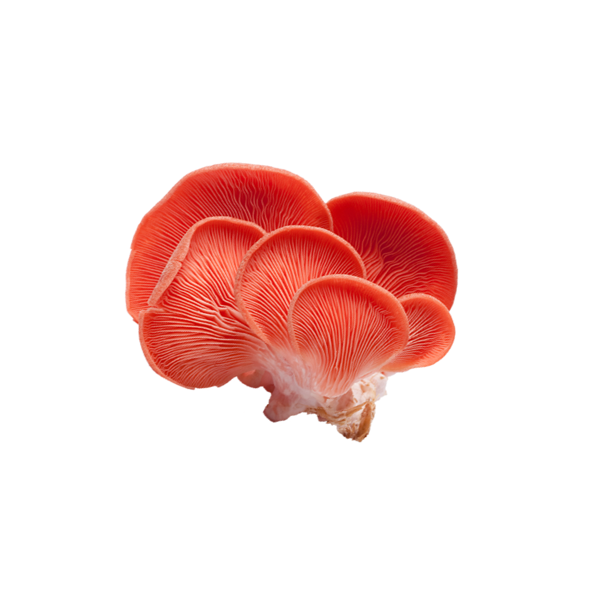 Pink Oyster Mushroom Liquid Culture packaging
