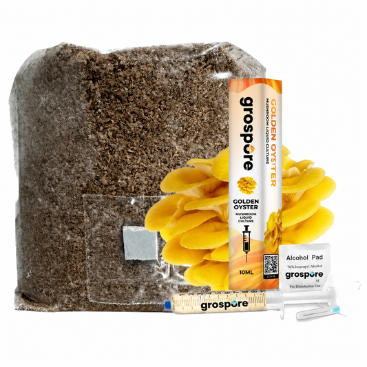 GroSpore Golden Oyster complete mushroom grow kit with substrate bag and liquid culture