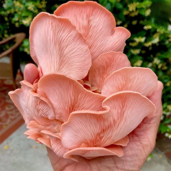 Pink Oyster ‘Spray & Grow’ Mushroom Growing Kit