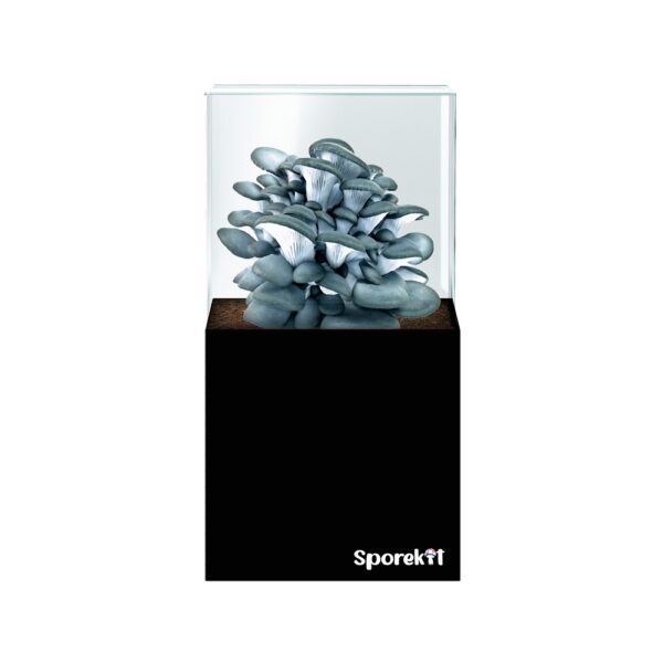 Blue Oyster Mushroom grow kit by Sporekit