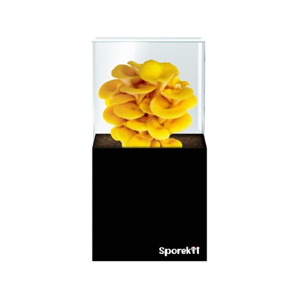 Yellow Oyster Mushroom grow kit by Sporekit