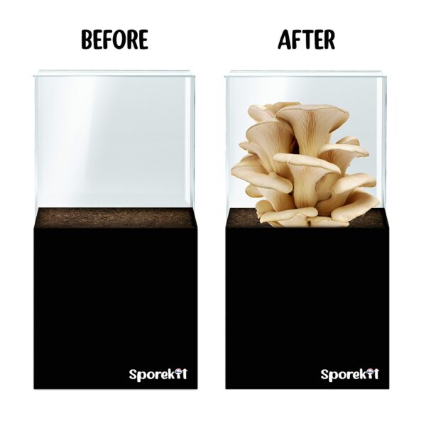 Pearl Oyster Mushroom grow kit - Before after