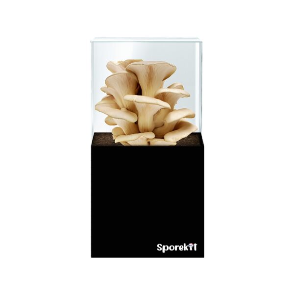 Pearl Oyster Mushroom grow kit by Sporekit