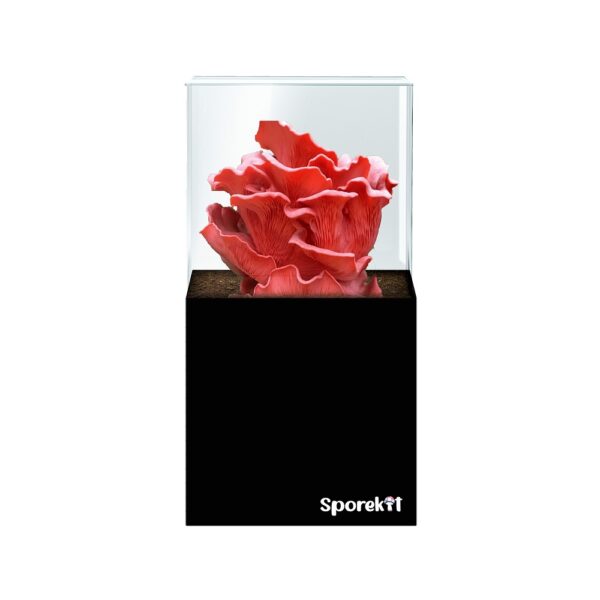 Pink Oyster Mushroom grow kit by Sporekit