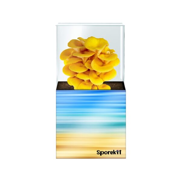 Yello Oyster Mushroom grow Blue-Yellow kit by Sporekit