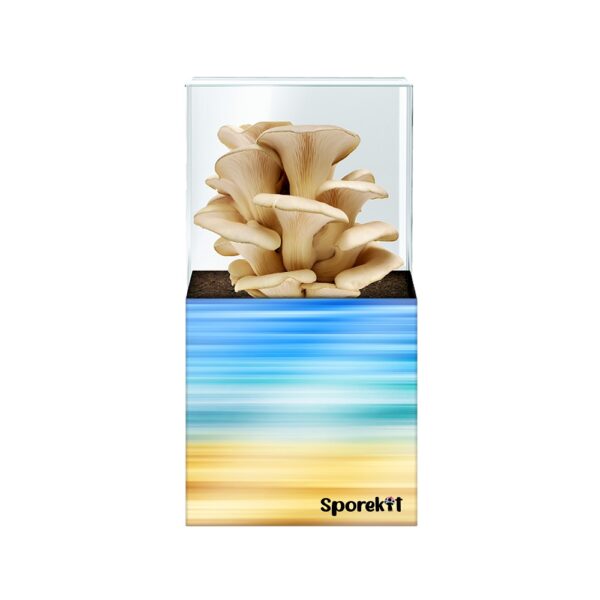 Pearl Oyster Mushroom grow Blue-Yellow kit by Sporekit