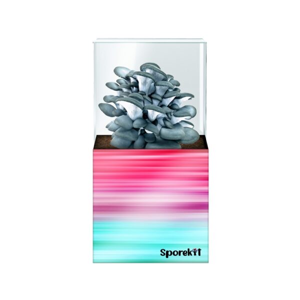 Blue Oyster Mushroom grow Pink-Blue kit by Sporekit