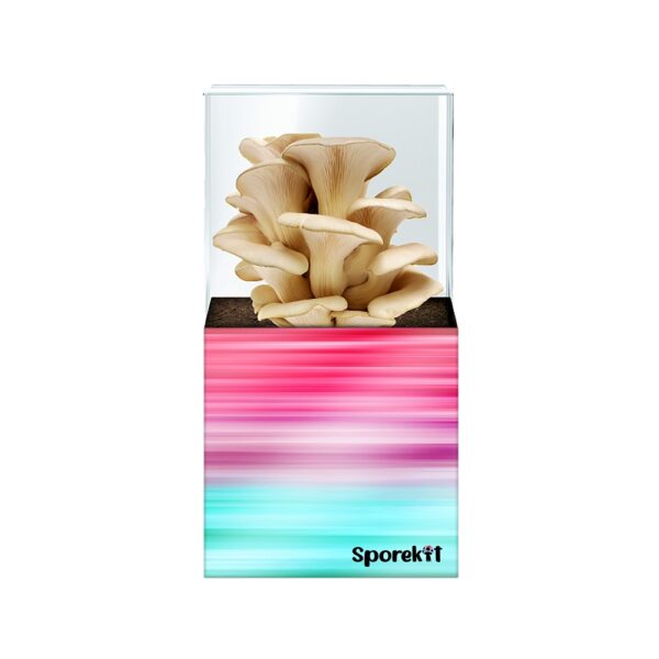 Pearl Oyster Mushroom grow Pink-Blue kit by Sporekit