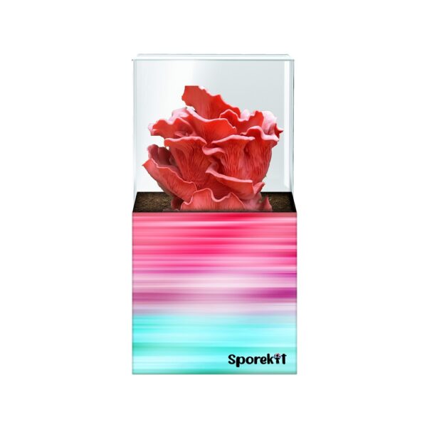 Pink Oyster Mushroom grow Pink-Blue kit by Sporekit