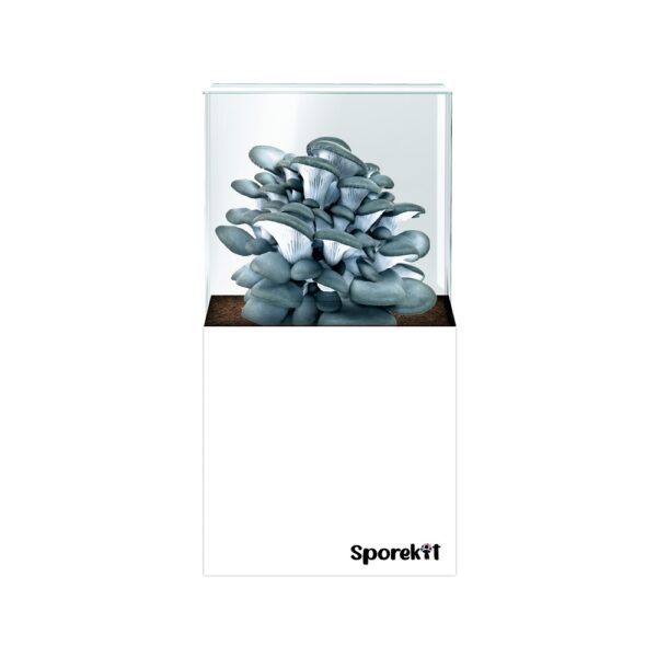 Blue Oyster Mushroom grow White kit by Sporekit