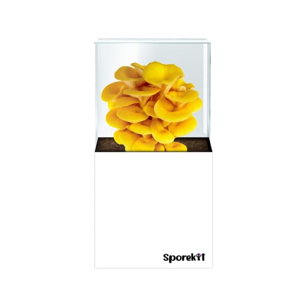 Golden Oyster Mushroom grow White kit by Sporekit