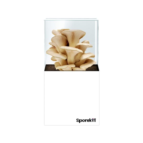 Pearl Oyster Mushroom grow White kit by Sporekit