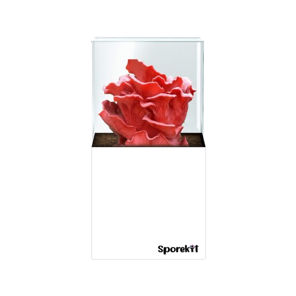 Pink Oyster Mushroom grow White kit by Sporekit