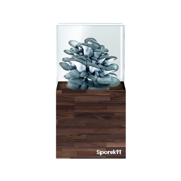 Blue Oyster Mushroom grow Wood kit by Sporekit