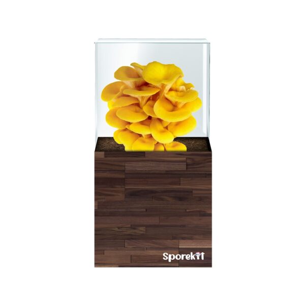 Yellow Oyster Mushroom grow Wood kit by Sporekit