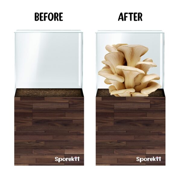 Pearl Oyster Mushroom Wood grow kit - Before after