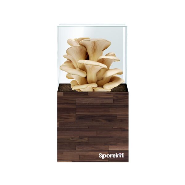 Pearl Oyster Mushroom grow Wood kit by Sporekit