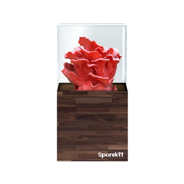 Pink Oyster Mushroom grow Wood kit by Sporekit